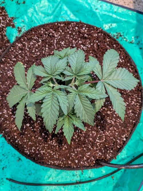 Clementine Slush #5. Week 5 - Week 5 - Day 31 - Transplanted and Watered in