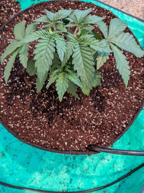 Clementine Slush #5. Week 5 - Week 5 - Day 31 - Transplanted and Watered in