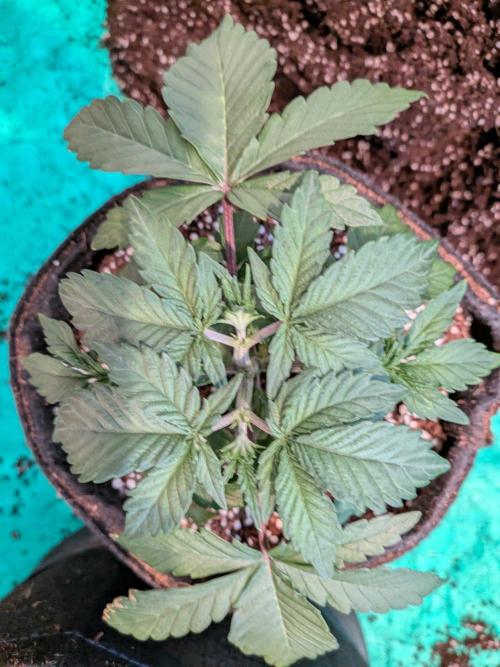 Clementine Slush #5. Week 5 - Week 5 - Day 31 - 1-Gallon Before Transplant