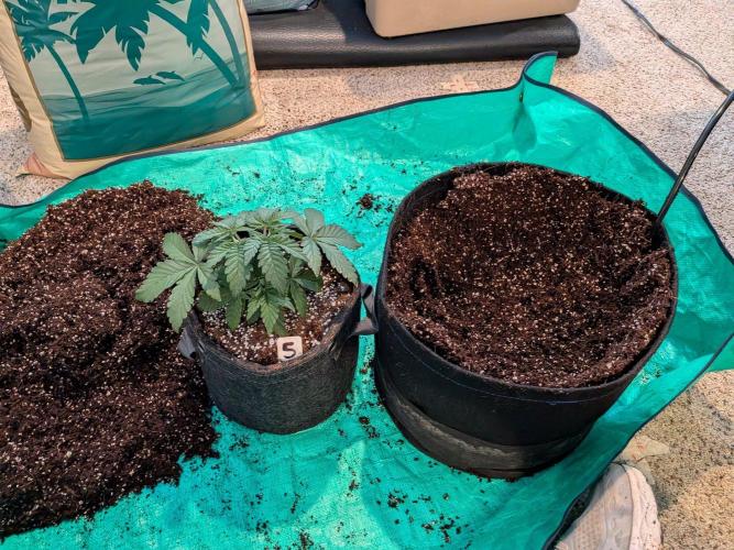 Clementine Slush #5. Week 5 - Week 5 - Day 31 - 1-Gallon Before Transplant