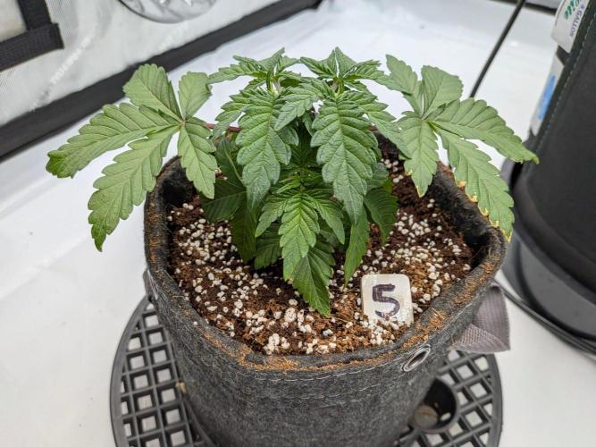 Clementine Slush. Week 5