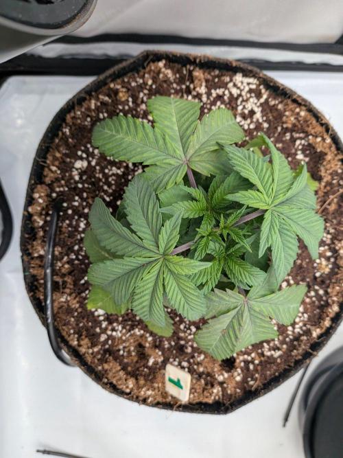 Clementine Slush #1. Week 5 - Week 5 - Day 34: Little Topping Starting to Grow