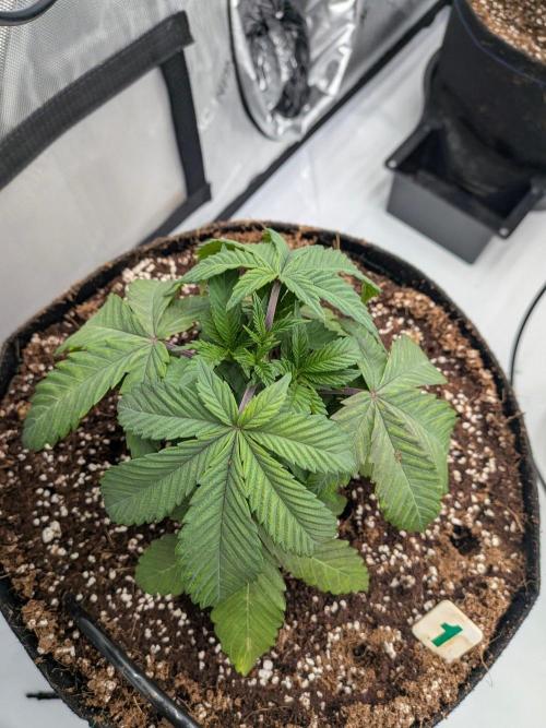 Clementine Slush #1. Week 5 - Week 5 - Day 34: Little to no Shock