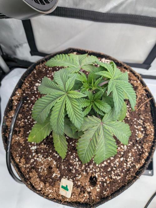 Clementine Slush #1. Week 5 - Week 5 - Day 34: Little to no Shock