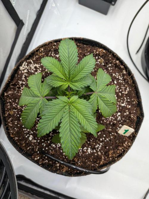 Clementine Slush #1. Week 5 - Week 5 - Day 32: Little to no Shock