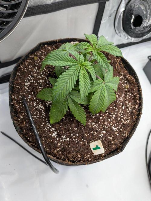 Clementine Slush #1. Week 5 - Week 5 - Day 32: Little to no Shock