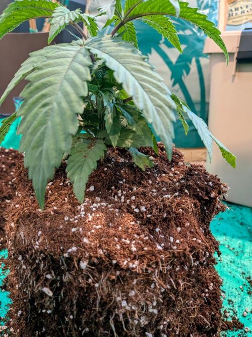 Clementine Slush #1. Week 5 - Week 5 - Day 31: Transplant is Ready
