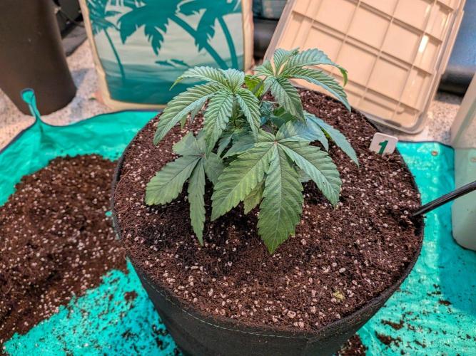 Clementine Slush #1. Week 5 - Week 5 - Day 31: Transplanted and watered in!