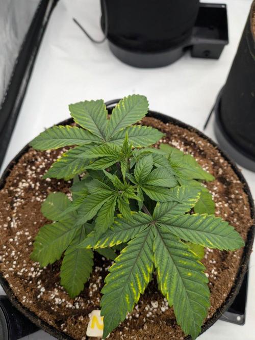 Clementine Slush #2. Week 5 - Week 5 - Day 34: 4 Days Post Transplant, Looking Solid