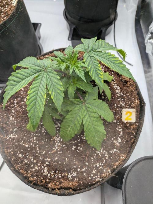 Clementine Slush #2. Week 5 - Week 5 - Day 32: 2 Days Post Transplant, Old Leaf Damage