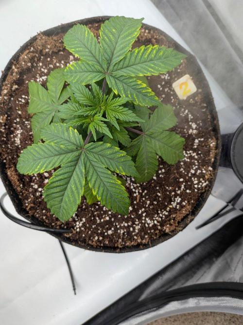 Clementine Slush #2. Week 5 - Week 5 - Day 32: 2 Days Post Transplant, Old Leaf Damage