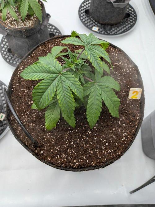 Clementine Slush #2. Week 5 - Week 5 - Day 30: Transplanted! 
