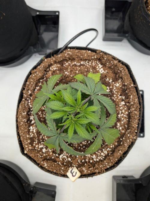 Clementine Slush #3. Week 5 - Week 5 - Day 34: Slight Transplant Stress, But Recovering