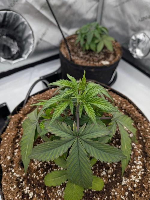 Clementine Slush #3. Week 5 - Week 5 - Day 34: Slight Transplant Stress, But Looking Good!