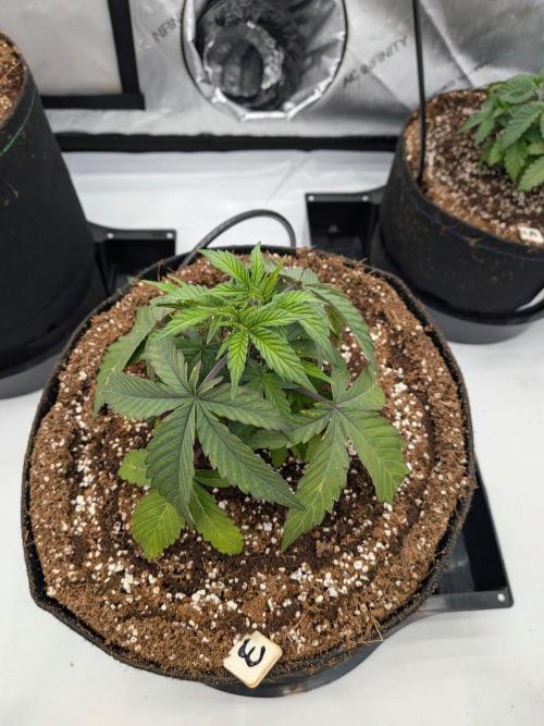 Clementine Slush #3. Week 5 - Week 5 - Day 34: Slight Transplant Stress