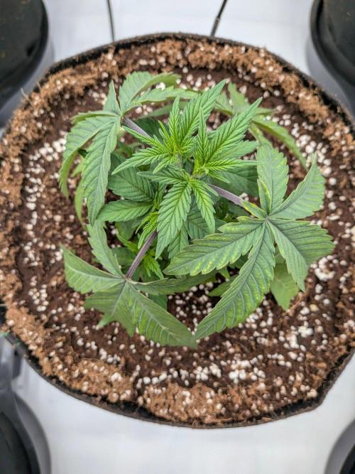Clementine Slush #3. Week 5 - Week 5 - Day 32: Solid Recovery from Transplant and Topping