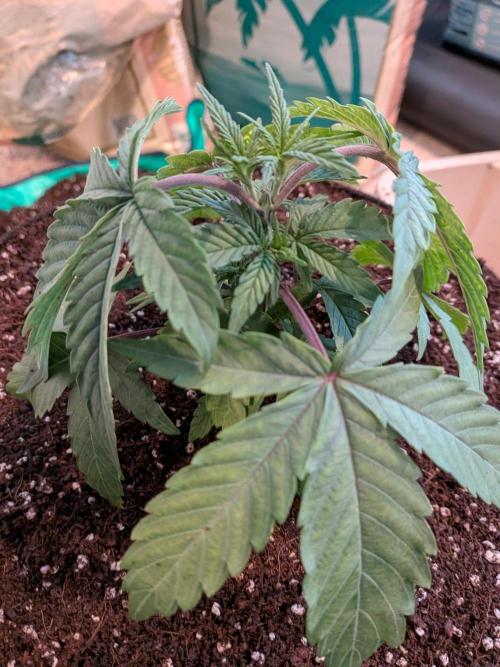 Clementine Slush #3. Week 5 - Week 5 - Day 30: Transplant Successful!