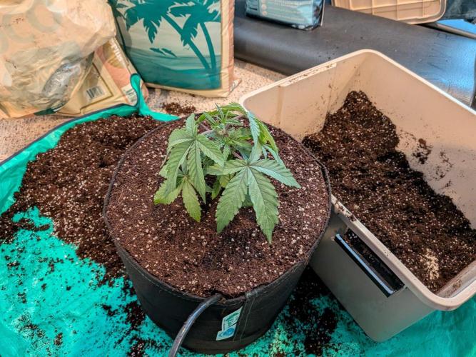 Clementine Slush #3. Week 5 - Week 5 - Day 30: Transplant Successful!