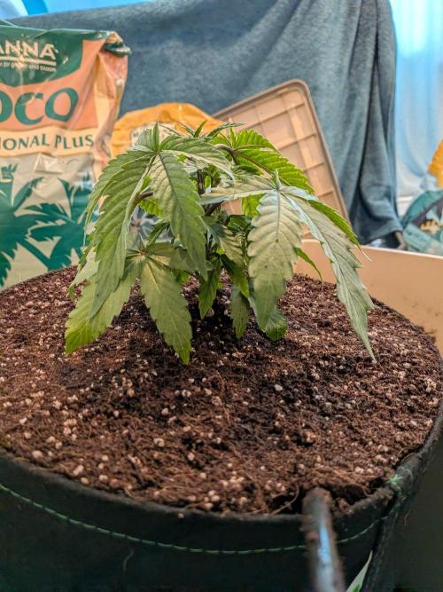 Clementine Slush #3. Week 5 - Week 5 - Day 30: Transplant Successful!