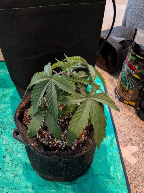 Clementine Slush #3. Week 5 - Week 5 - Day 30: Pre-Transplant 1-Gallon