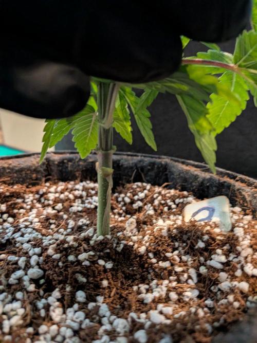 Clementine Slush. Week 5