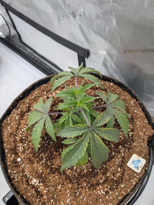 Clementine Slush #4. Week 5 - Week 5 - Day 34: Transplant Success and Little Shock