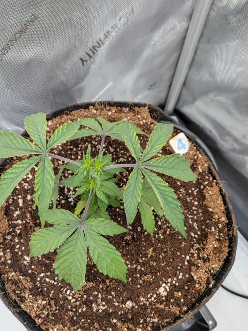 Clementine Slush #4. Week 5 - Week 5 - Day 32: Transplant Success and Looking Solid