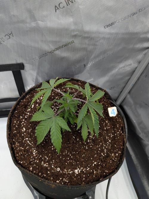 Clementine Slush #4. Week 5 - Week 5 - Day 31: Transplant done!