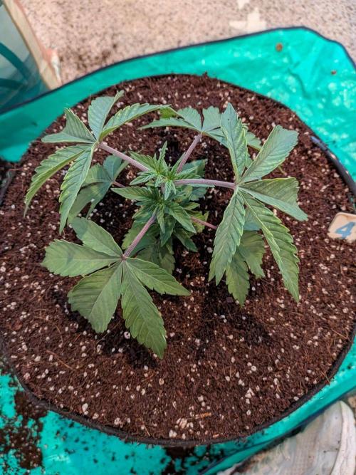 Clementine Slush #4. Week 5 - Week 5 - Day 31: Transplant done!
