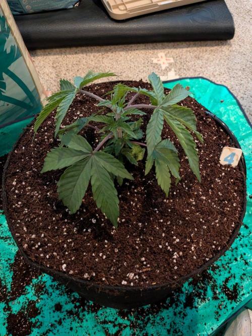Clementine Slush #4. Week 5 - Week 5 - Day 31: Transplant done!
