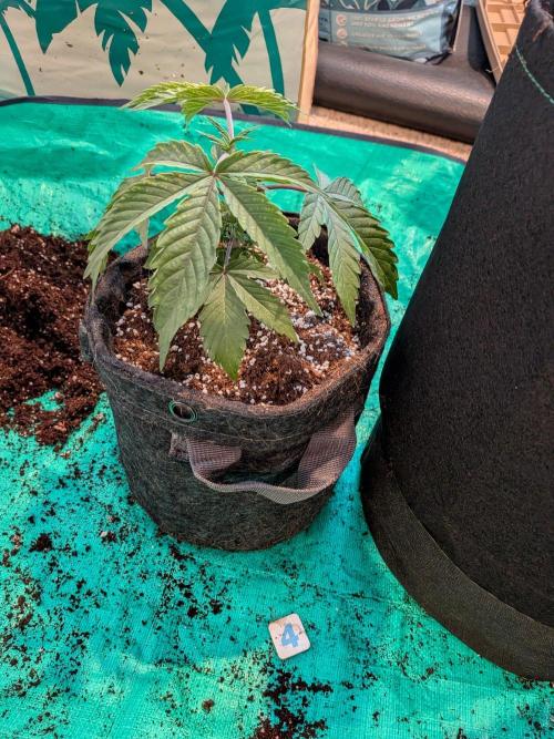 Clementine Slush #4. Week 5 - Week 5 - Day 31: Adding Some Stash Base to Coco for Enhancement