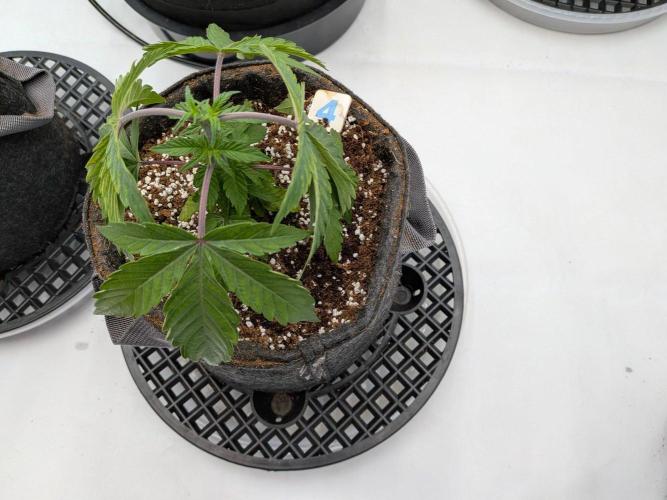 Clementine Slush. Week 5