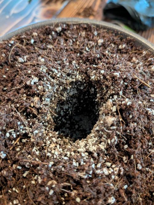 Critical Mass CBD Auto #1. Week 0 - Mykos Hole
