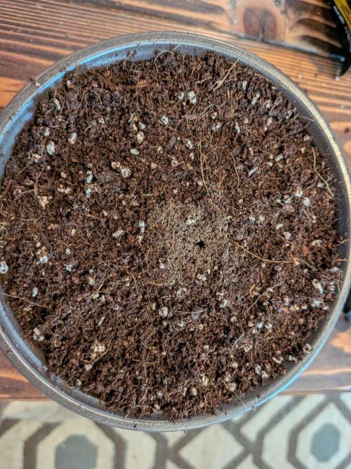 Critical Mass CBD Auto #1. Week 0 - Planted Organiplug