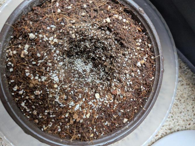 Critical Mass CBD Auto #2. Week 0 - Mykos Hole