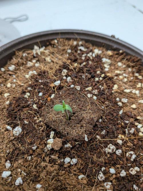 Critical Mass CBD Auto #2. Week 0 - Popped!
