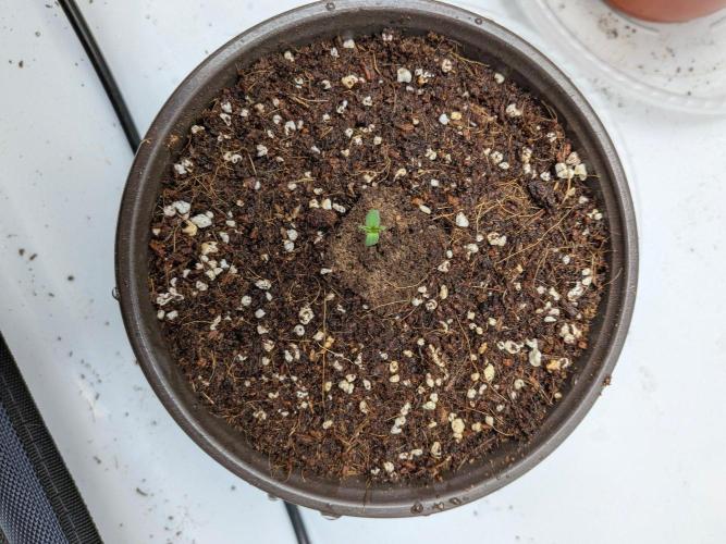 Critical Mass CBD Auto #2. Week 0 - Ready to Go!