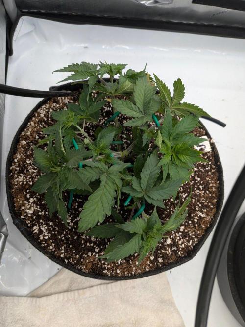 Clementine Slush #5. Week 6 - Week 6 - Day 42 - Training and Drinking from Autopot Base
