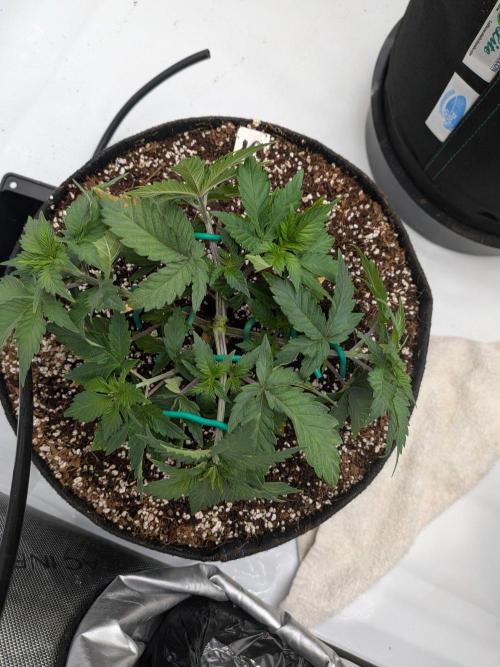 Clementine Slush #5. Week 6 - Week 6 - Day 42 - Training and Drinking from Autopot Base