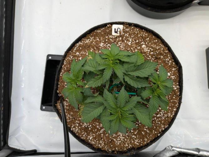 Clementine Slush #5. Week 6 - Week 6 - Day 39: Great Color