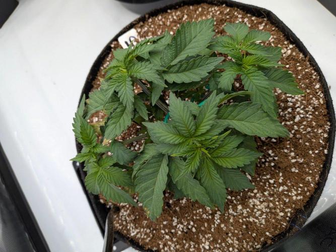 Clementine Slush #5. Week 6 - Week 6 - Day 39: Great Color