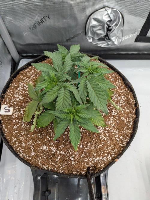 Clementine Slush #5. Week 6 - Week 6 - Day 37: Nice Bush