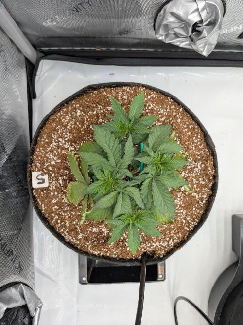 Clementine Slush #5. Week 6 - Week 6 - Day 37: Nice Bush