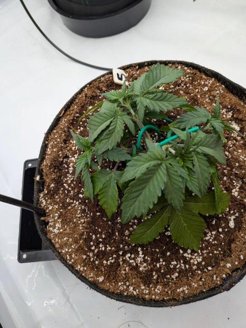 Clementine Slush #5. Week 6 - Start of Week 6