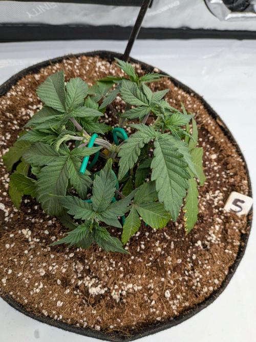 Clementine Slush #5. Week 6 - Start of Week 6