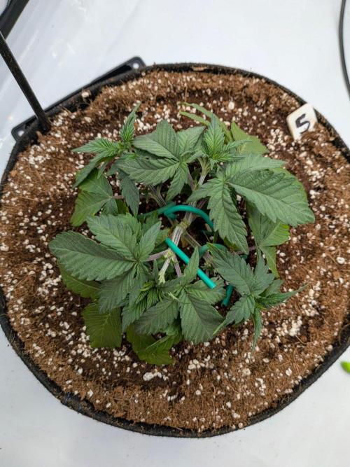 Clementine Slush #5. Week 6 - Start of Week 6
