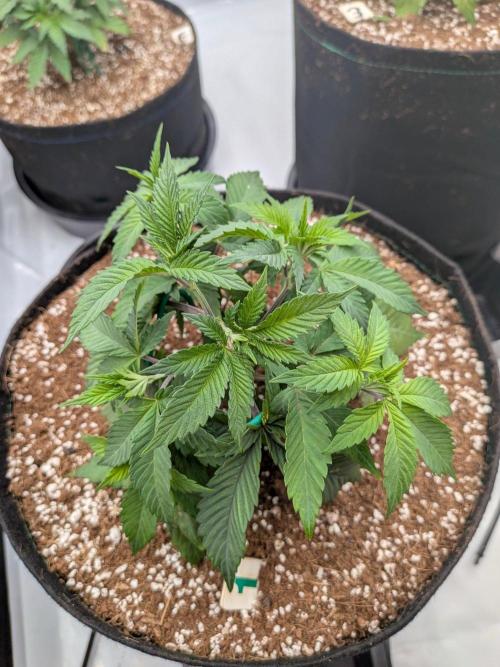 Clementine Slush #1. Week 6 - Week 6 - Day 39: Training and Starting to Stretch