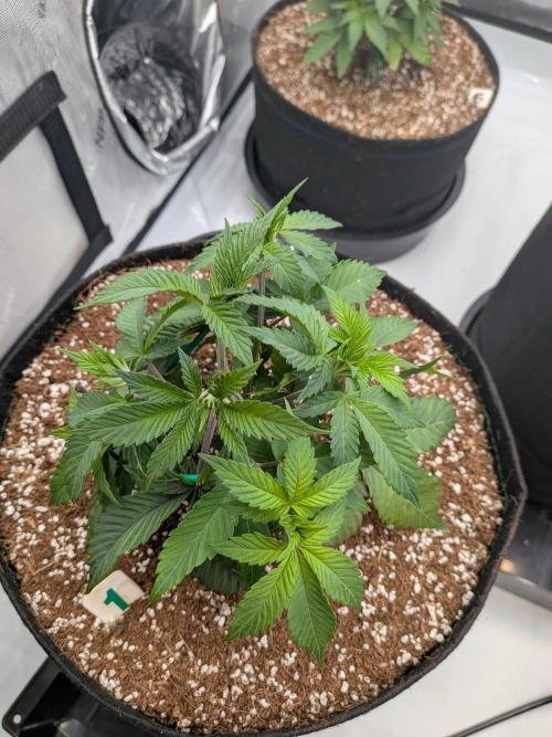 Clementine Slush #1. Week 6 - Week 6 - Day 39: Training and Starting to Stretch