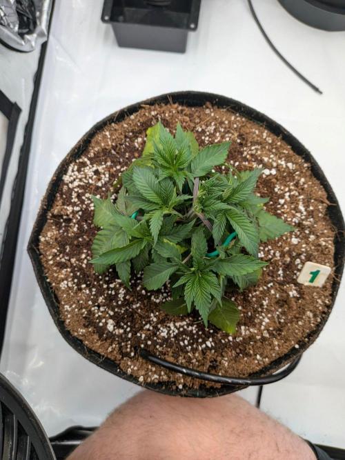 Clementine Slush #1. Week 6 - Start of Week 6