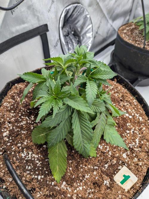 Clementine Slush #1. Week 6 - Start of Week 6